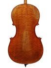 STC750-STA Scott Cao Conservatory cello 4/4, selected spruce and well flamed maple, antique varnish, Stainer model